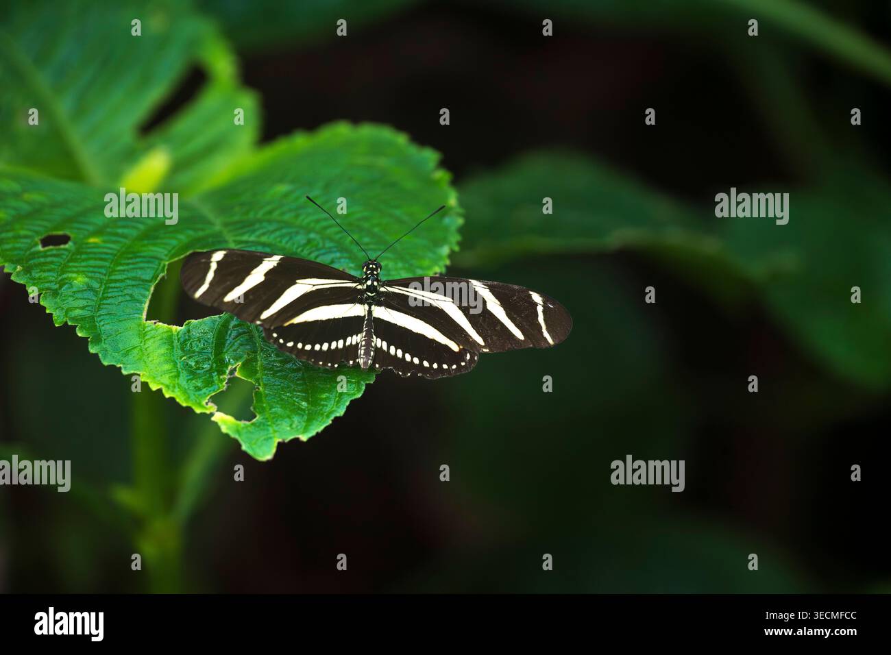 Zebra Longwing butterfly resting on foliage Stock Photo