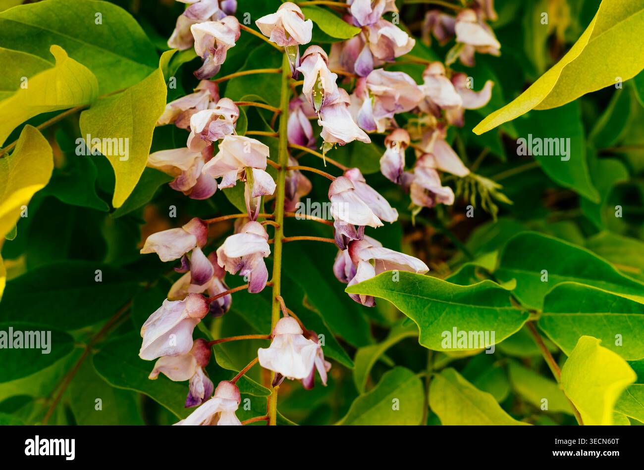 Glicynia hi-res stock photography and images - Alamy
