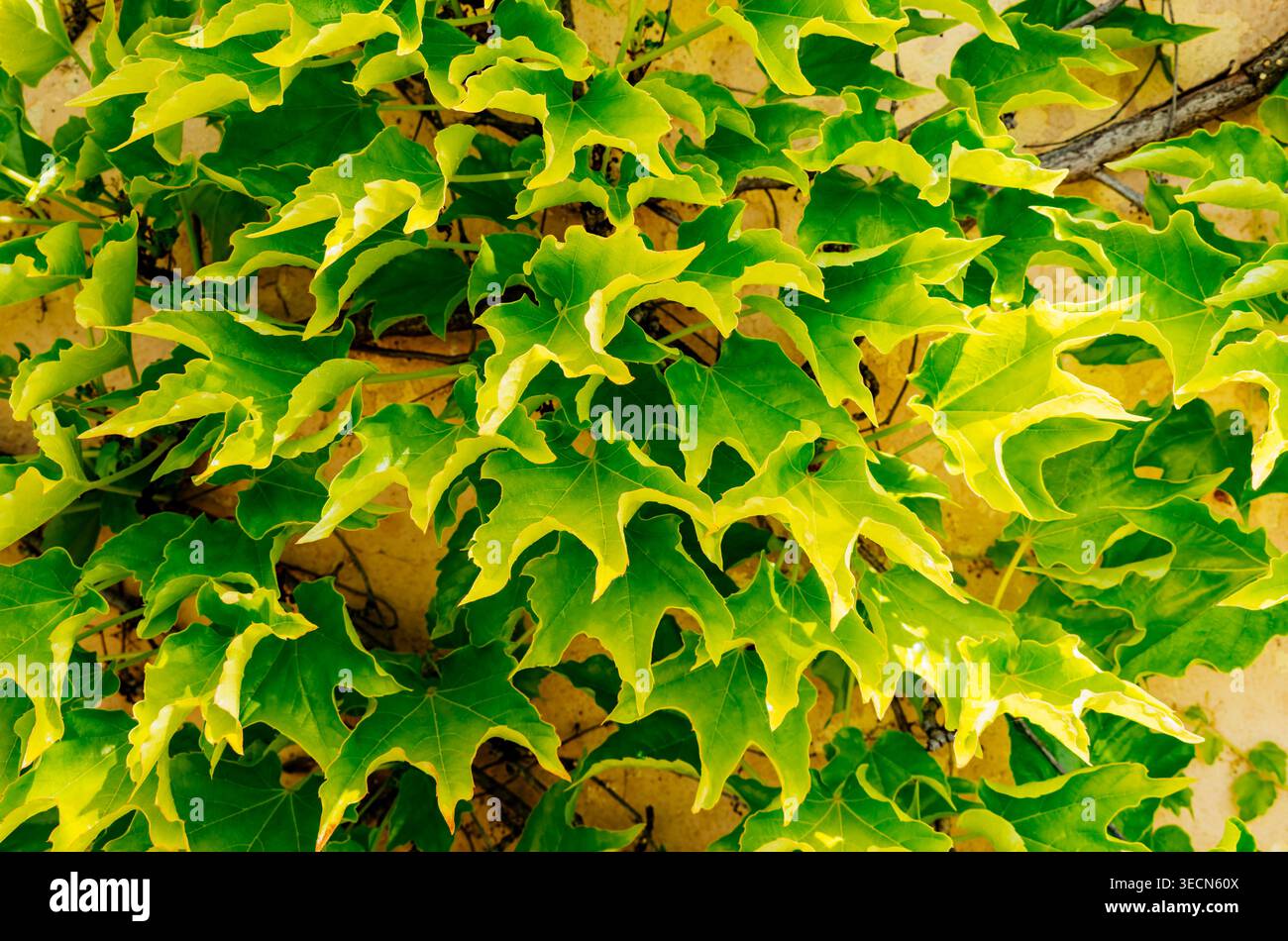 Vine-covered wall. Madrid, Comunidad de Madrid, Spain, Europe Stock Photo