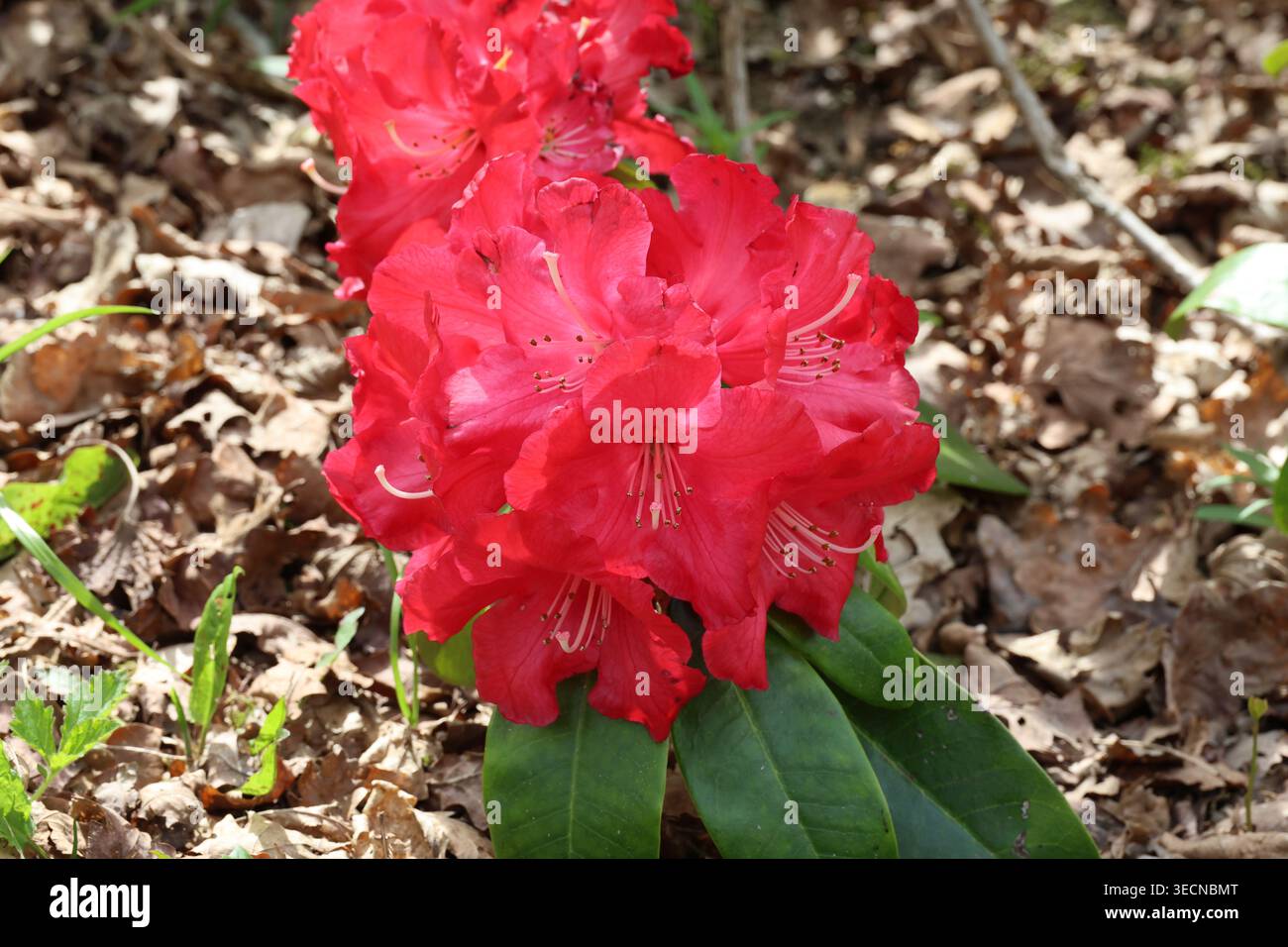 Halfdan lem hi-res stock photography and images - Alamy