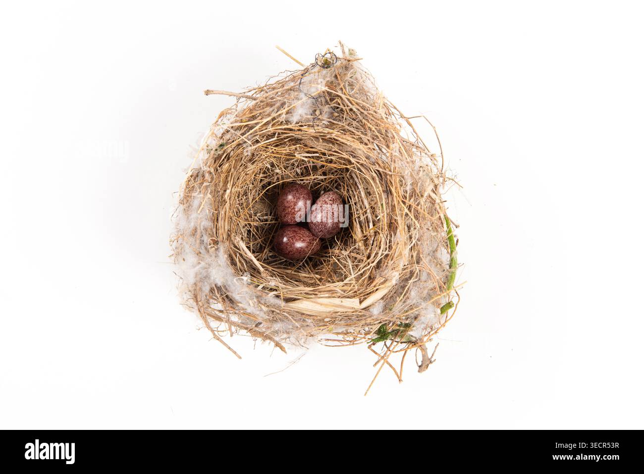 Bird nest with three spotted eggs on a white background Stock Photo
