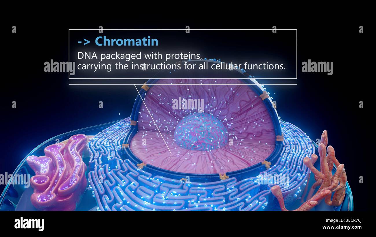 Illustration of the chromatin (pink) in the nucleus (larger sphere) of ...