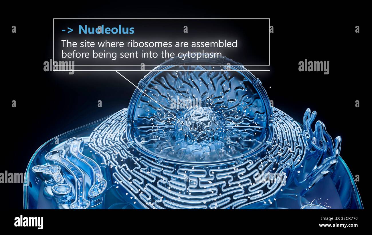 Illustration of the nucleus (larger sphere) and nucleolus of an animal ...
