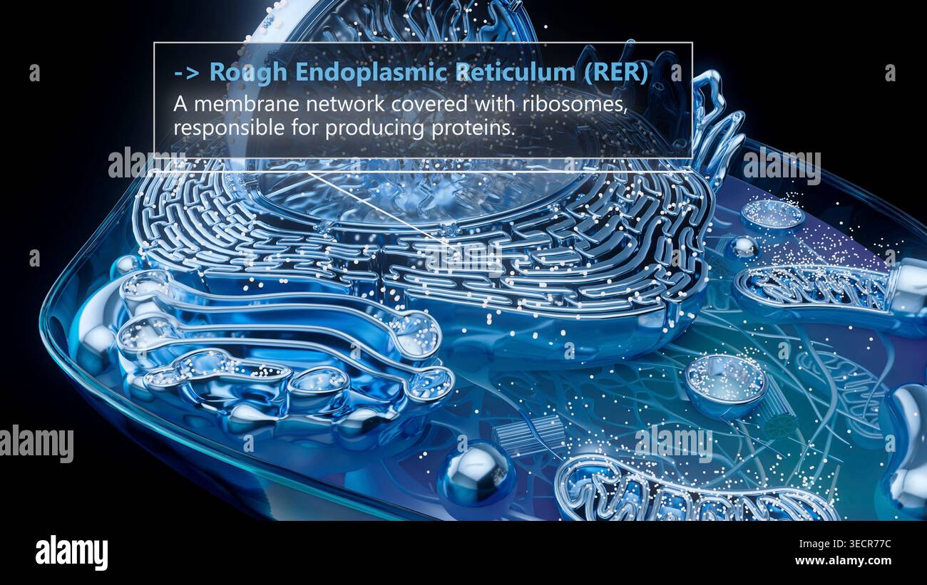 Structure Of The Rer Illustration of the rough endoplasmic reticulum (RER) of an animal cell ...