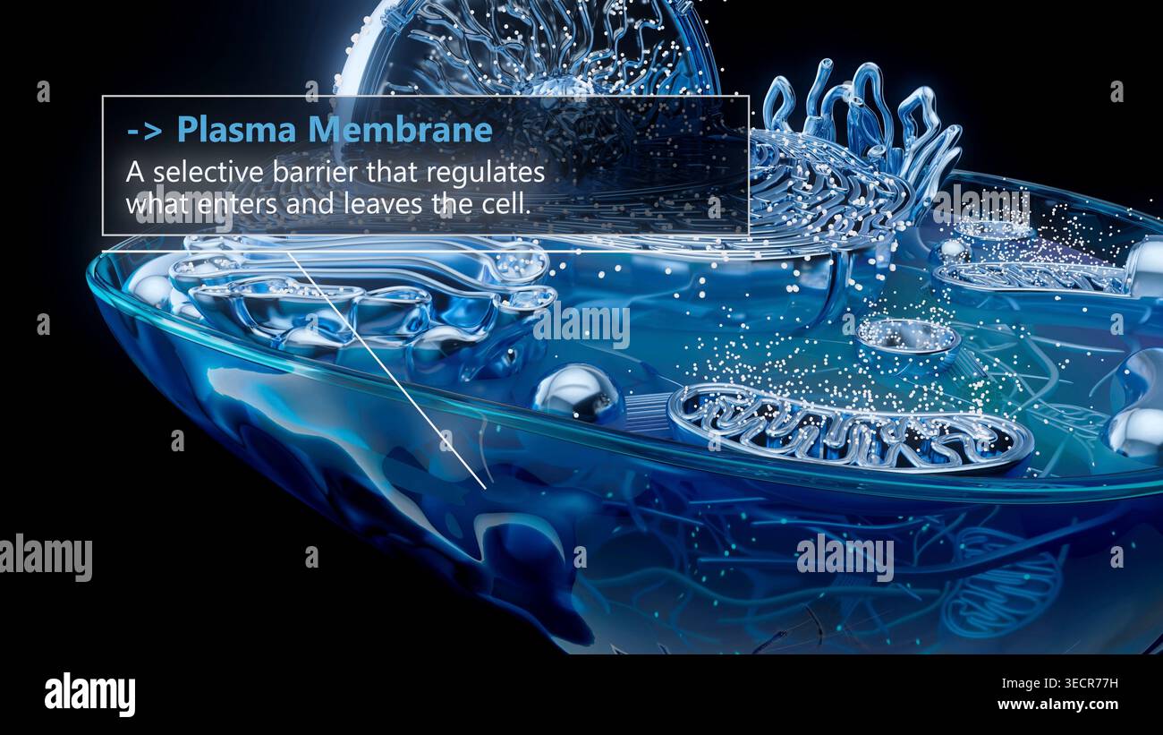 Illustration of the plasma membrane of an animal cell. This is a semi ...