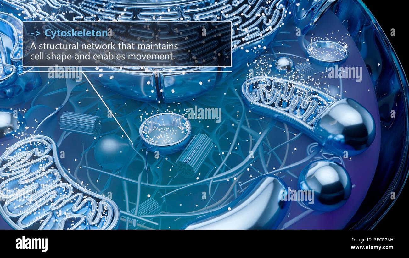 Cells Involed Illustration of the cytoskeleton of an animal cell. The cytoskeleton ...