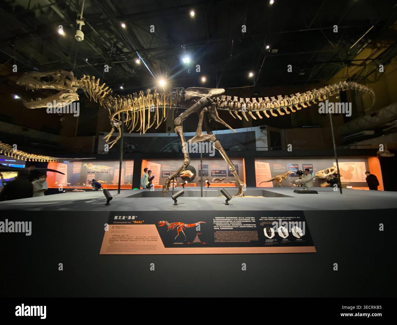 Rex China T rex skeletons hi-res stock photography and images - Alamy