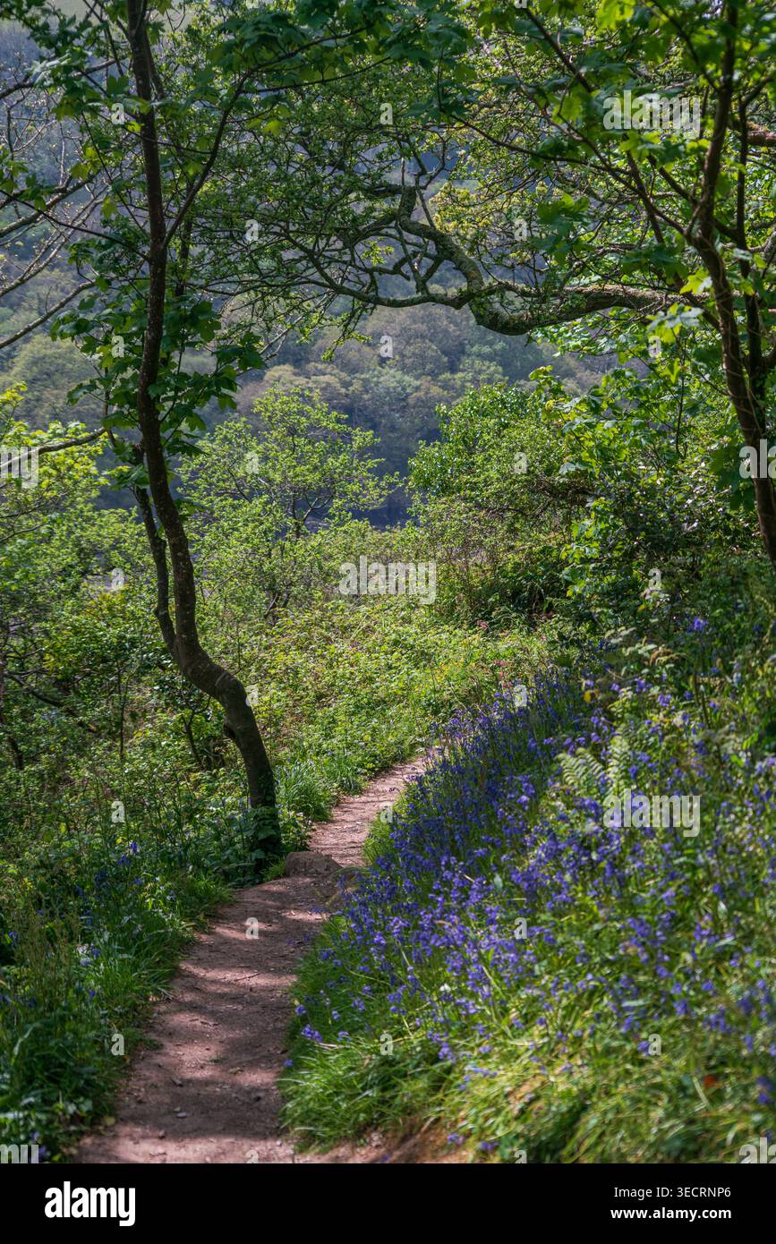 Peaceful woodland trail hi-res stock photography and images - Alamy