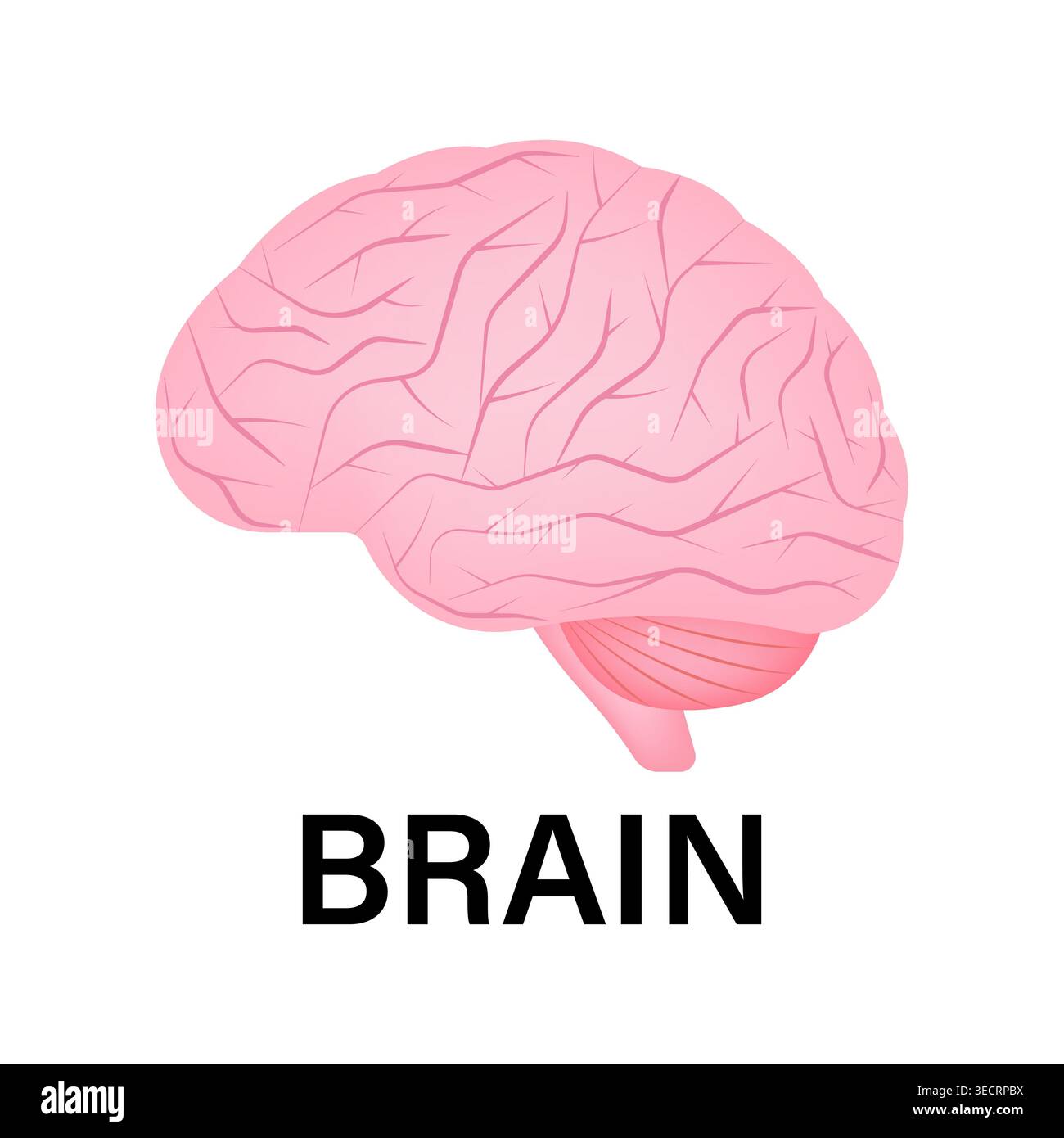 Brain. Human Brain. Vector Illustration Isolated on White Background. Stock Vector