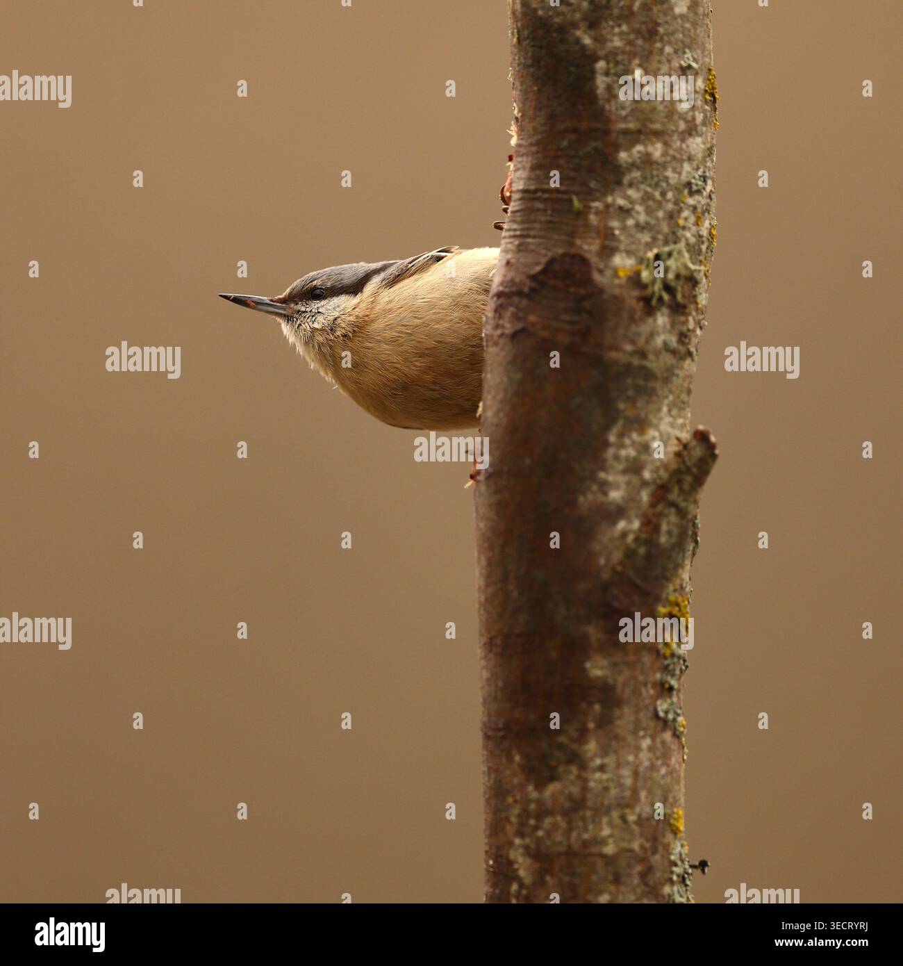 Fine art full-colour photo of a Eurasian nuthatch peeking from behind a tree trunk, soft blurred background and warm tones, with delicate flower detai Stock Photo