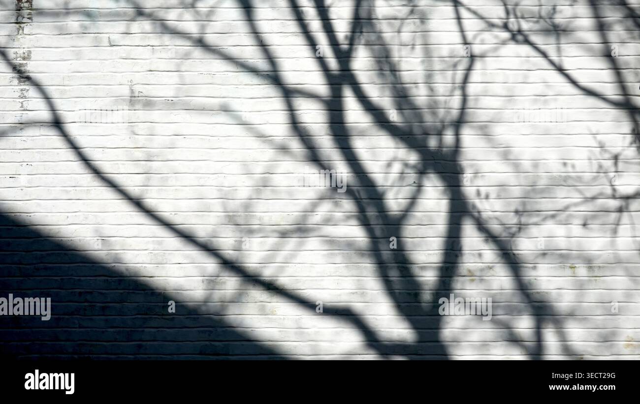 tree shadow on the white brick wall Stock Photo