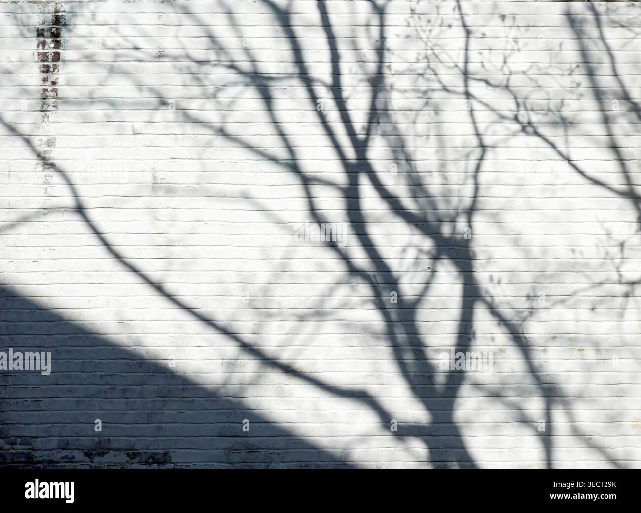 tree shadow on the white brick wall Stock Photo