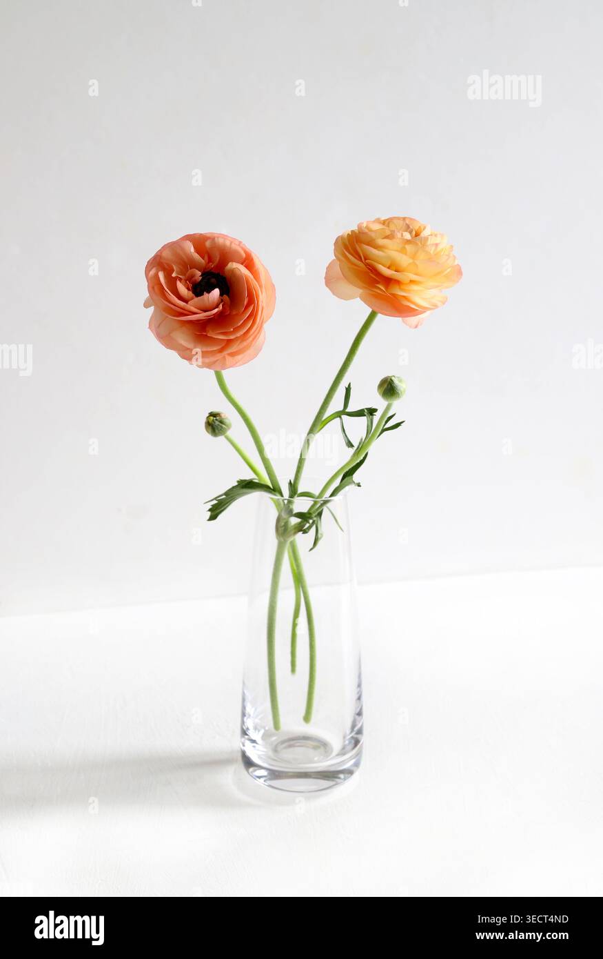Two orange ranunculus with green buds in glass vase on light gray and white gradient background, minimalist studio floral still life. Stock Photo
