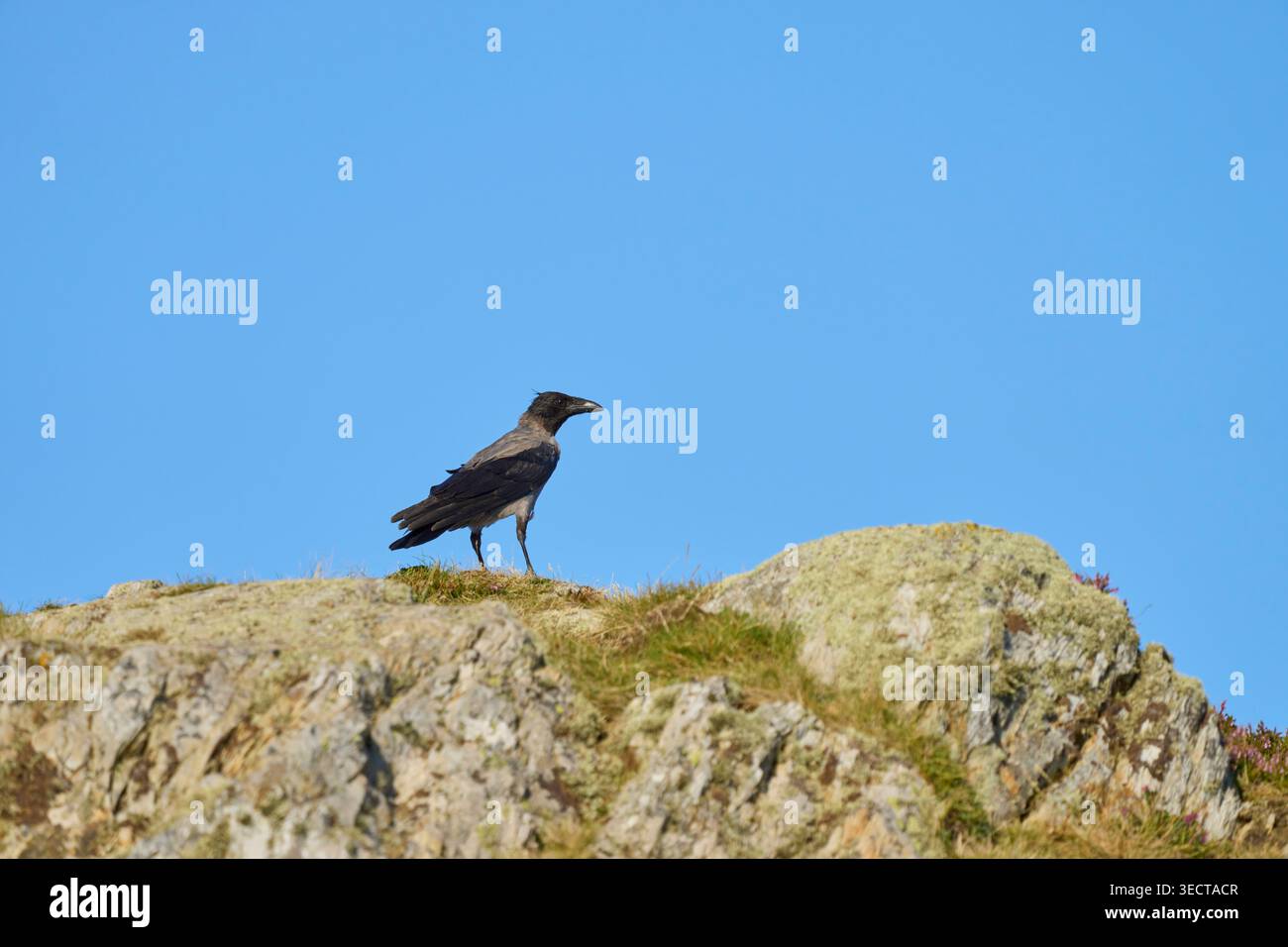 Hooded crow (Corvus cornix). South Stack, Anglesey, North Wales. August Stock Photo