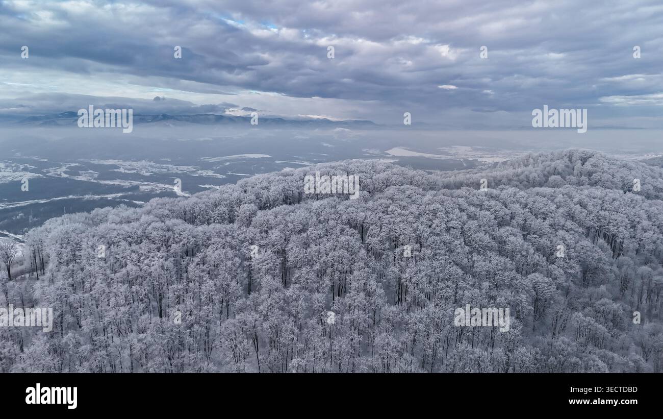 Aerial view of a wide hilltop forest coated in fresh snow under ...