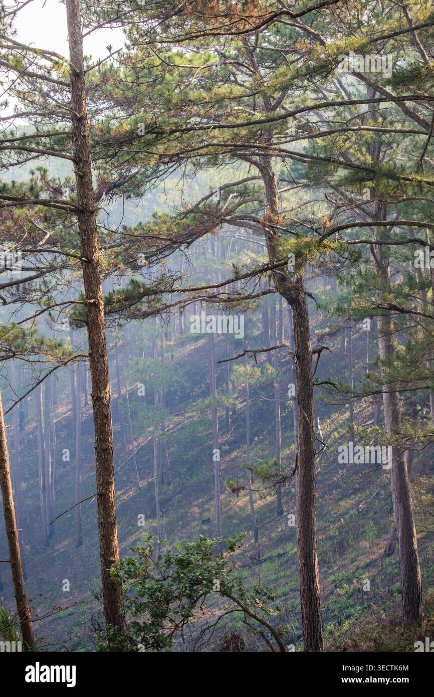 Conifer Grove on a Sloping Ridge Stock Photo