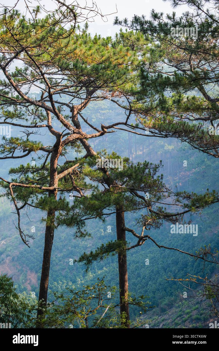 Conifer Grove on a Sloping Ridge Stock Photo