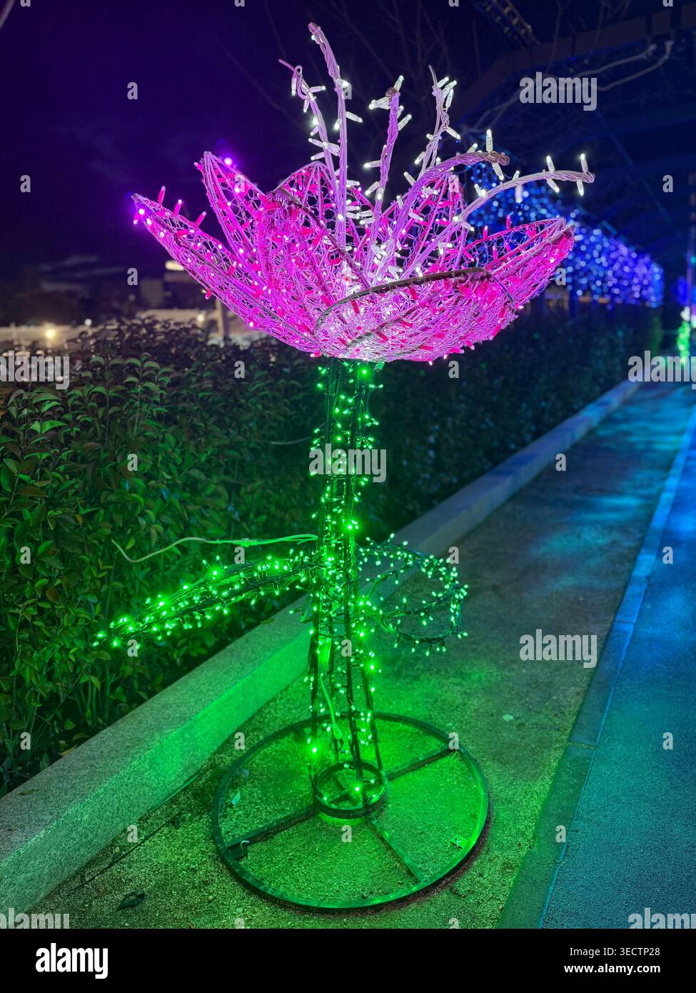A vibrant nighttime photograph in Madrid captures an illuminated pink lily-shaped Christmas light installation displayed within a public park, highlig - Smartphone Captured Stock Image