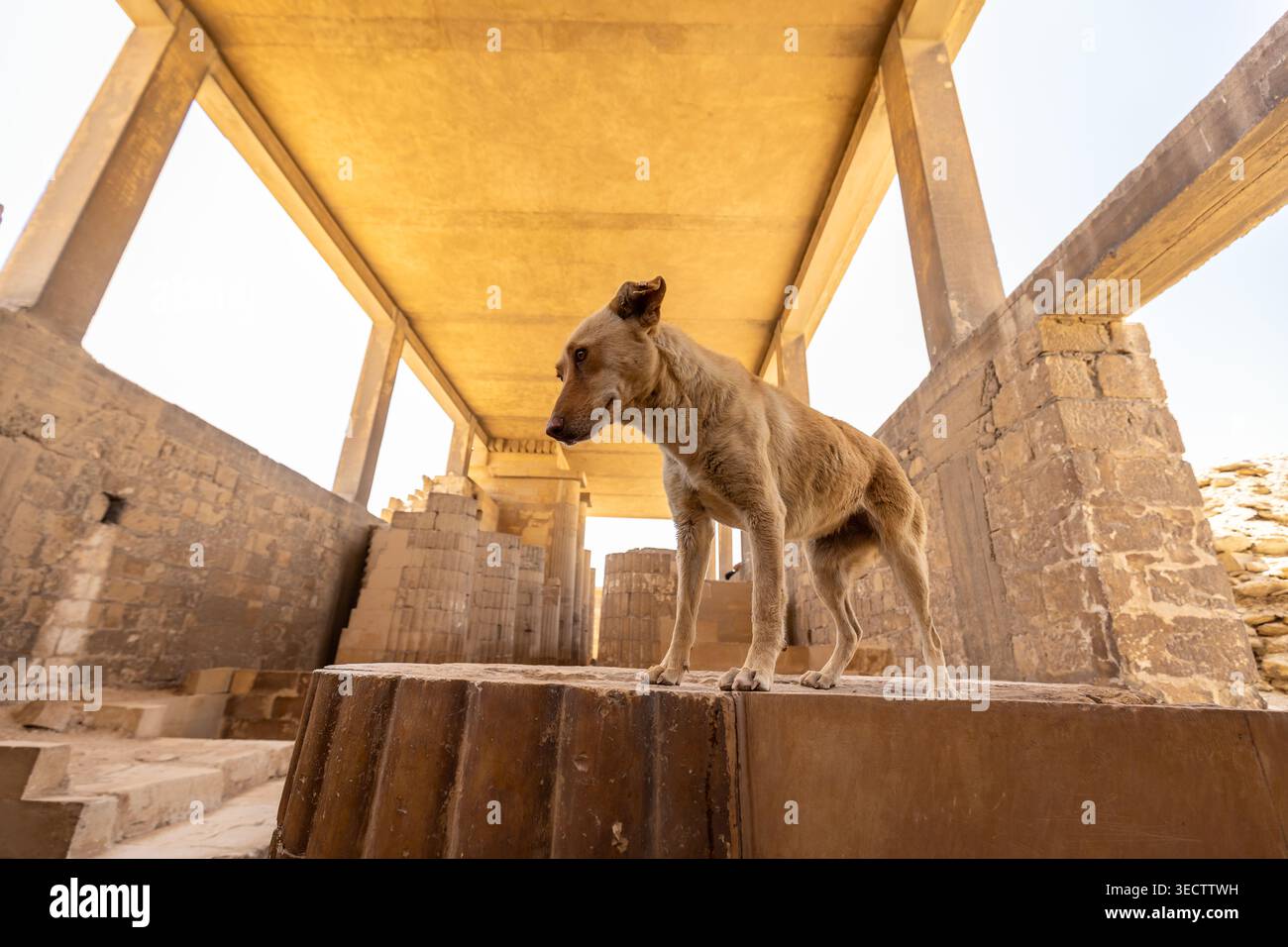 A lean stray dog stands alert on an ancient carved stone column base ...
