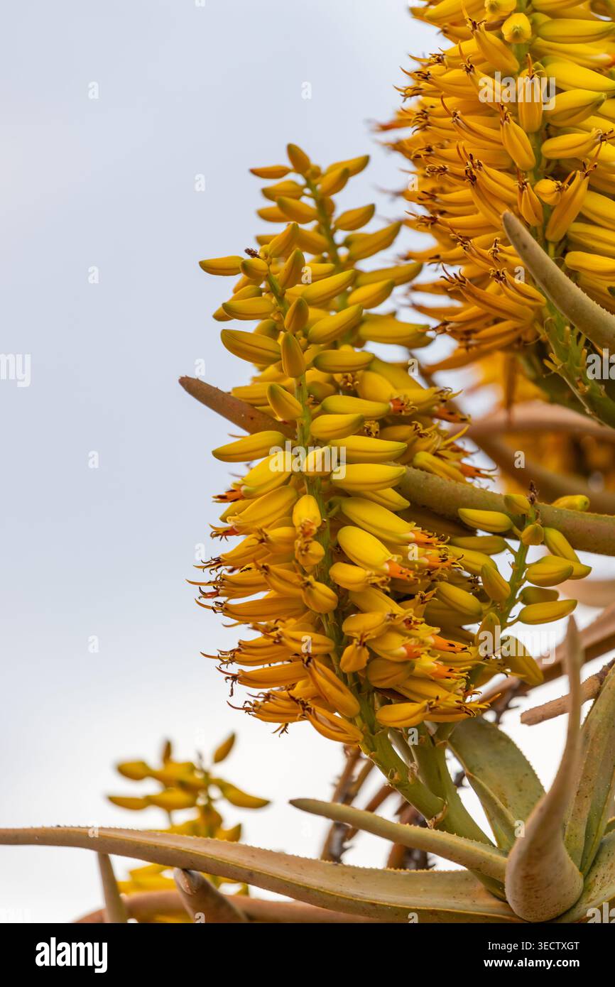Bright yellow flowering succulent hi-res stock photography and images -  Alamy