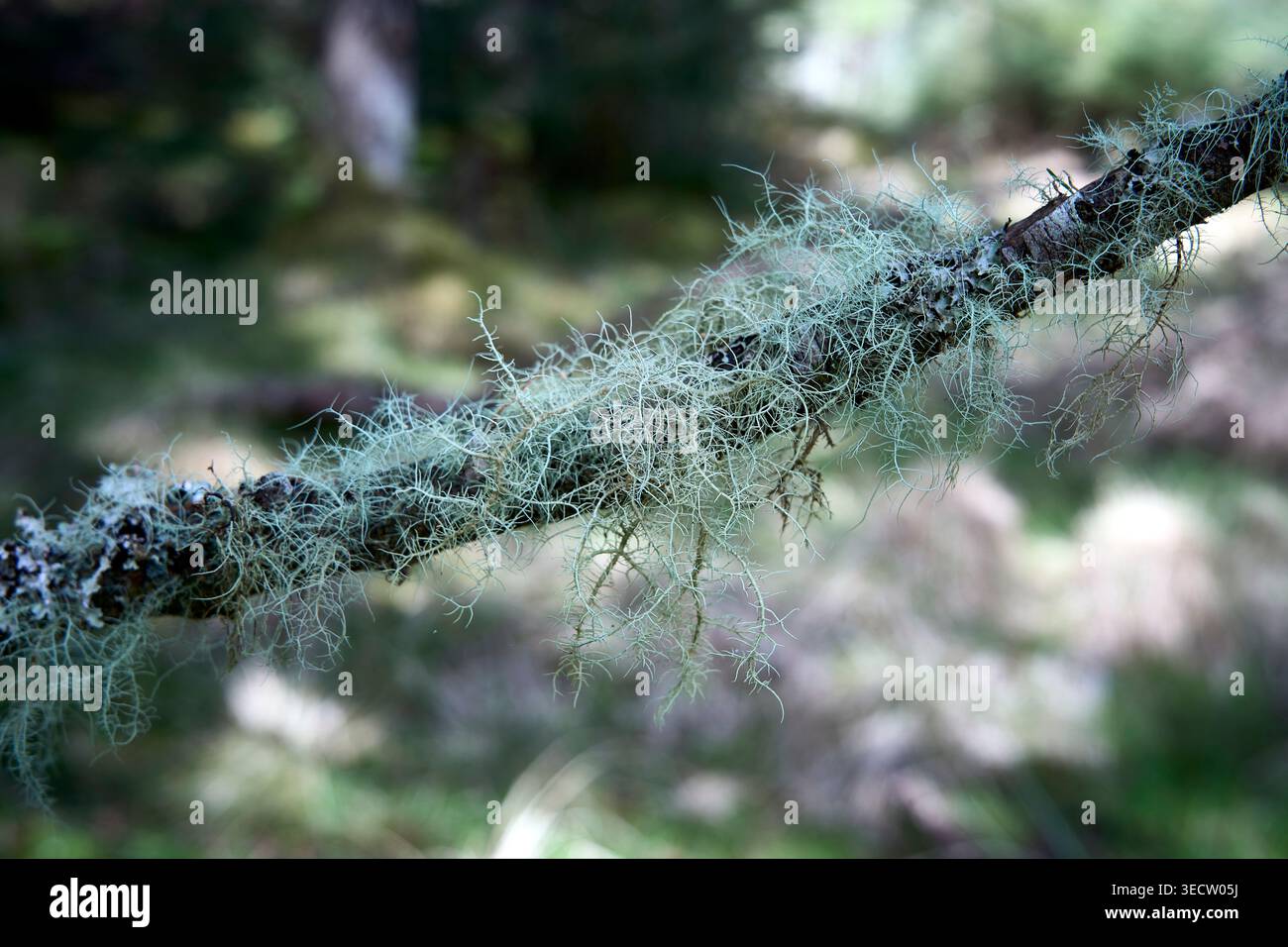 Lichen on a tree branch Stock Photo