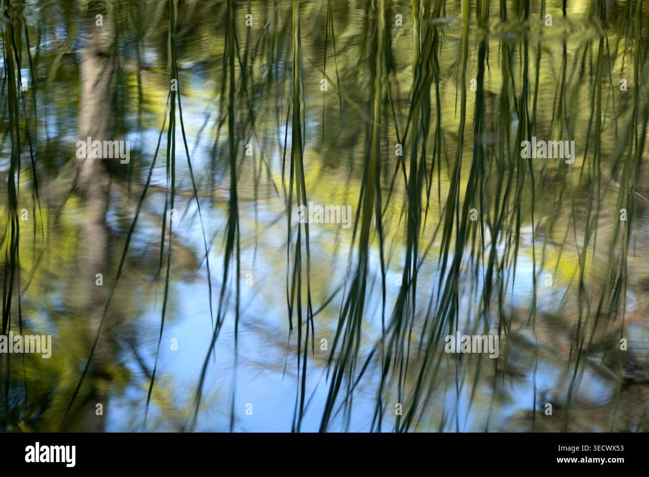 Abstract Nature Background with Reed Reflections on Water Surface Stock Photo