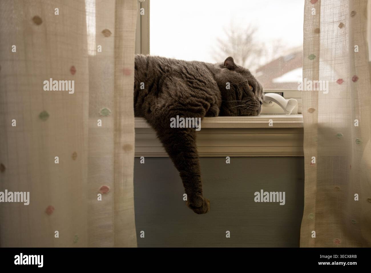 Grey cat lying on a windowsill and looking outside Stock Photo