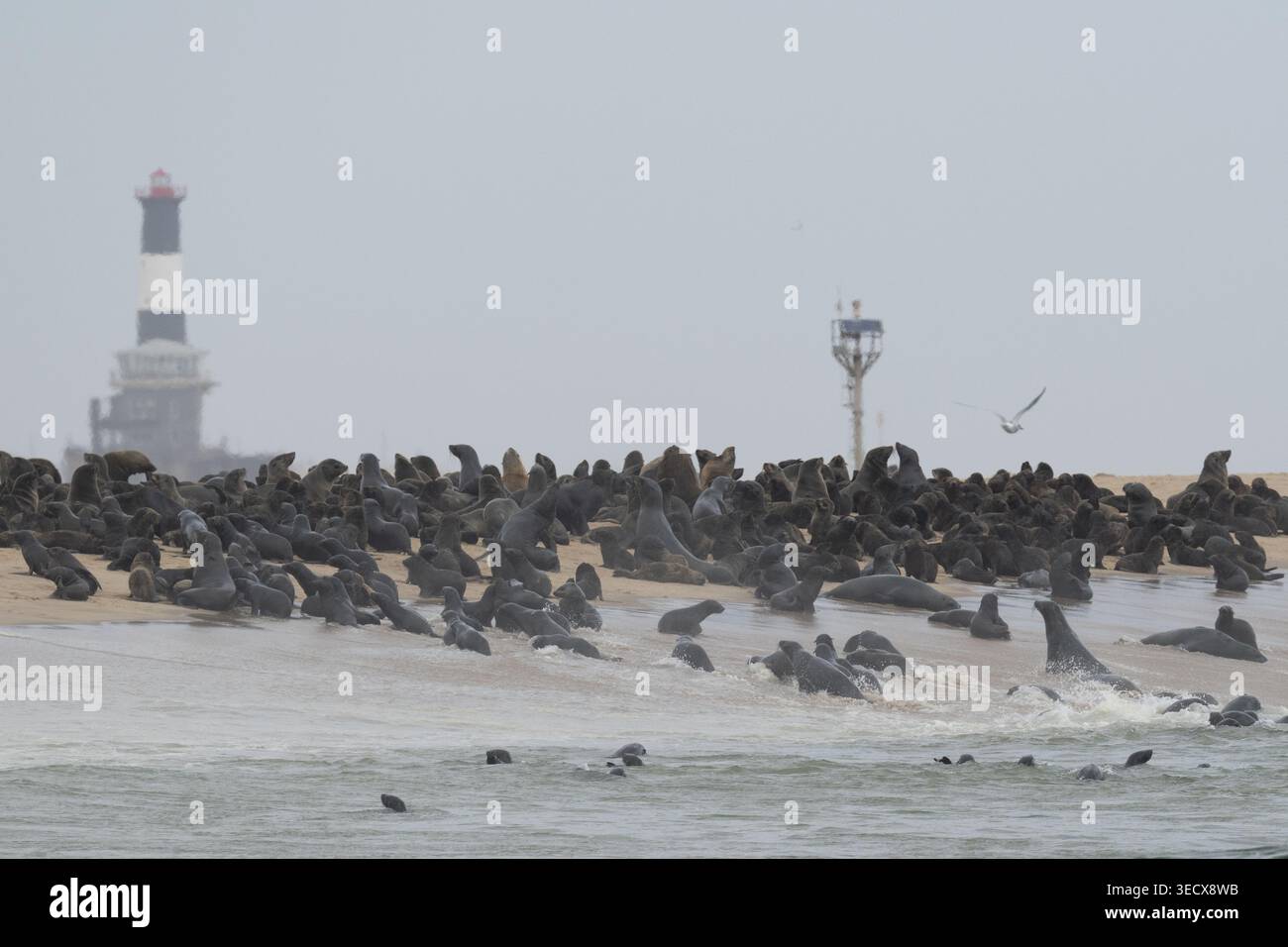 Namibia, Skeleton Coast, Walvis Bay, Pelican Point. Cape fur seals colony (Arctocephalus pusillus) AKA Afro-Australian fur seal. Stock Photo
