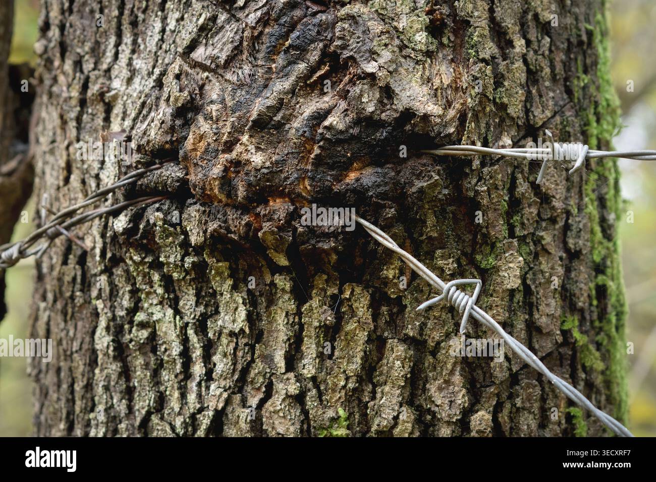 Human interference on nature with barbed wire wrapped around tree trunk. Stock Photo