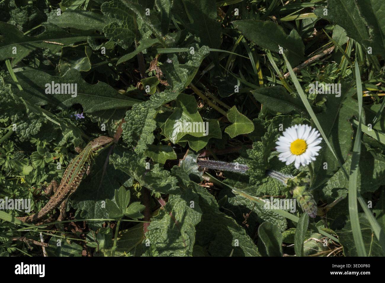 Lizard on a meadow with rocks and white daisies Stock Photo