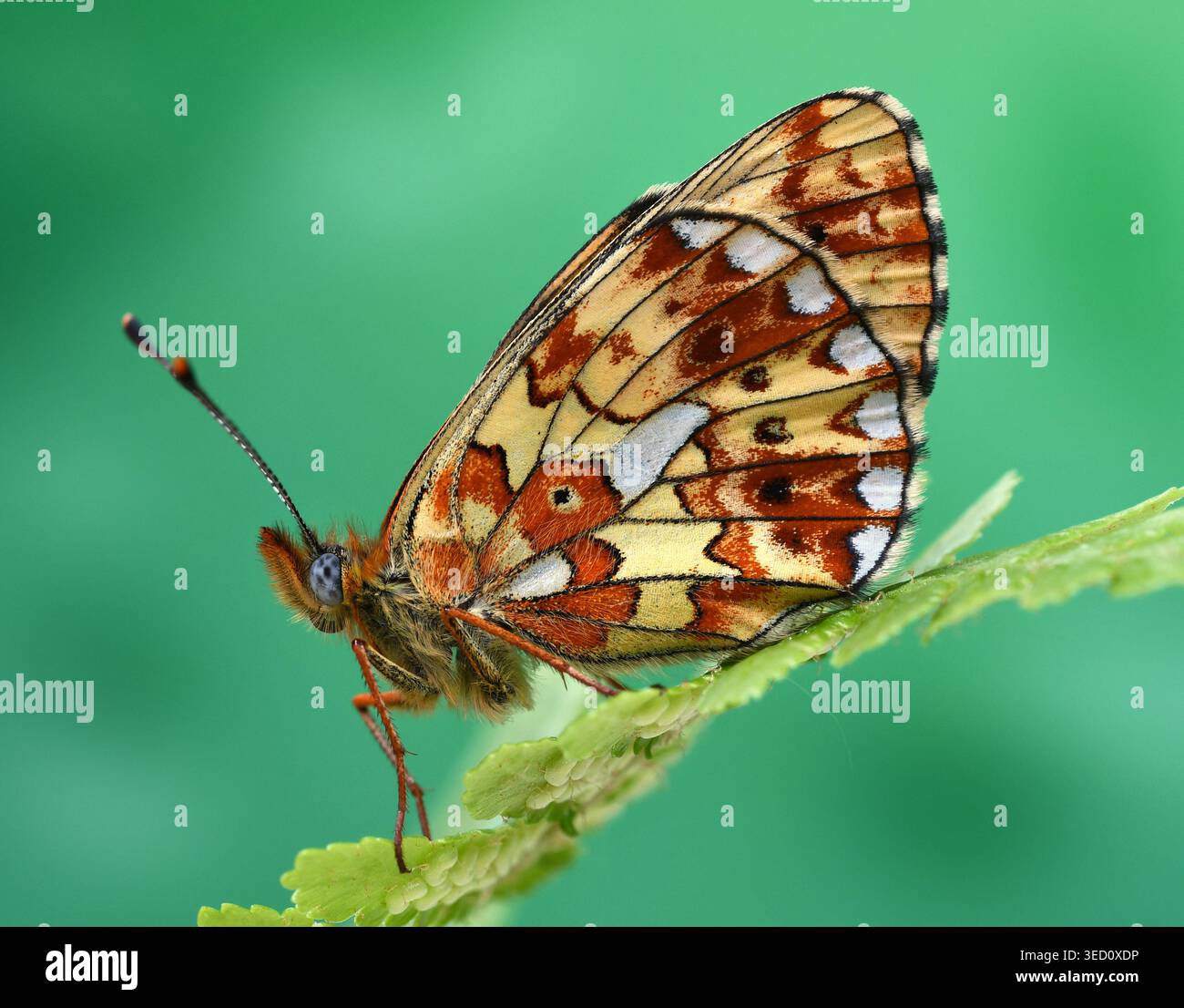 Female Pearl-bordered Fritillary, Eyarth Rocks, Wales, increasingly ...