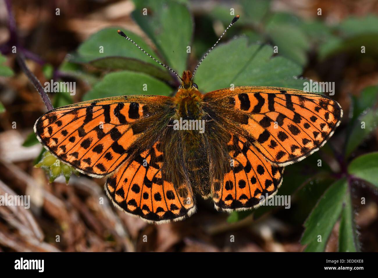 Female Pearl-bordered Fritillary, Eyarth Rocks, Wales, increasingly ...