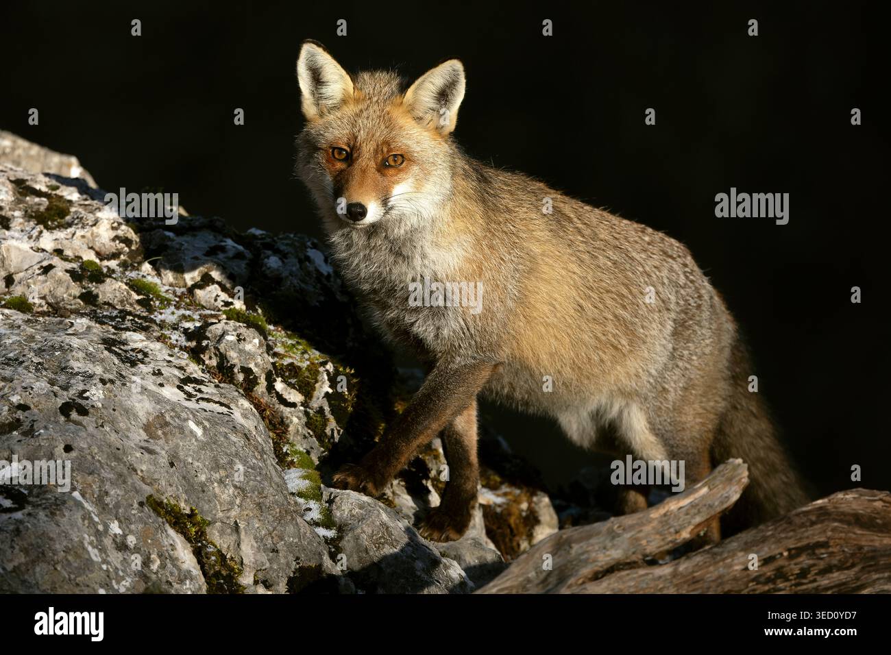 Red fox in algonquin hi-res stock photography and images - Alamy