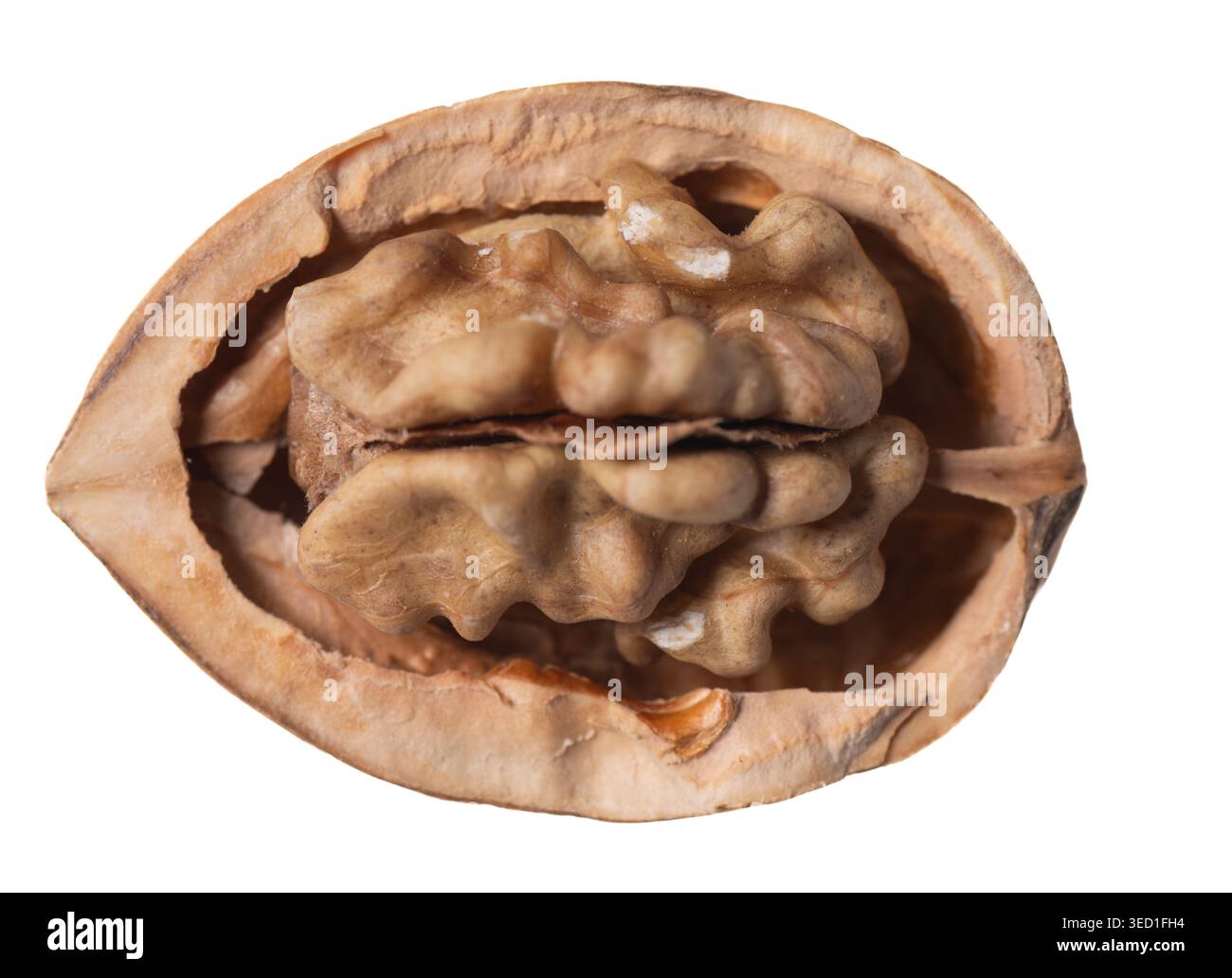 Walnut shell halved to display the edible nut inside Stock Photo