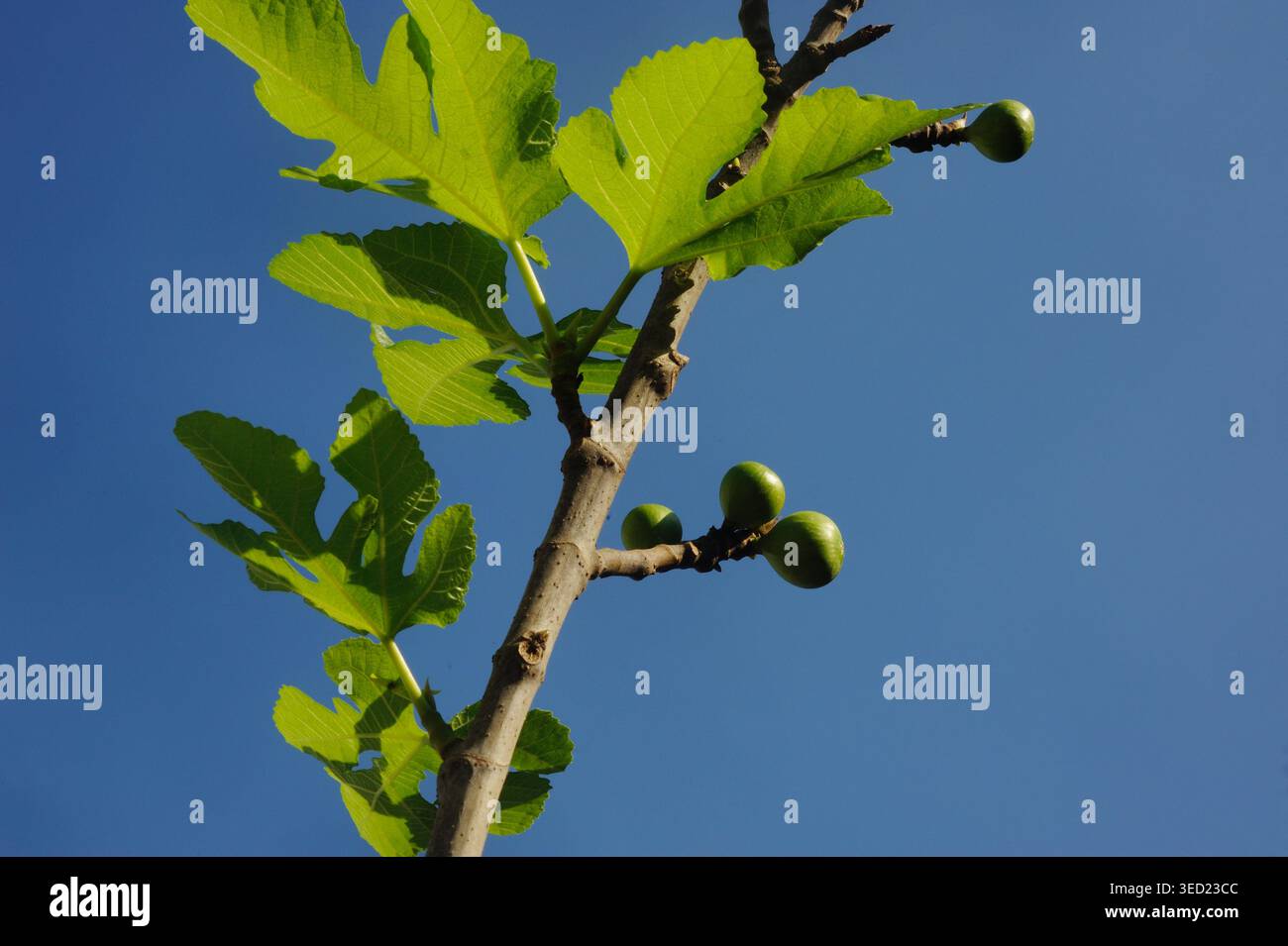 Young figs with leaves in the sky Stock Photo