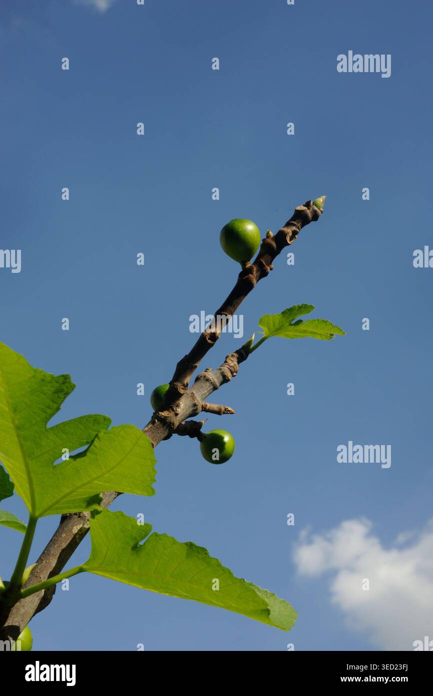 Young figs with leaves in the sky Stock Photo