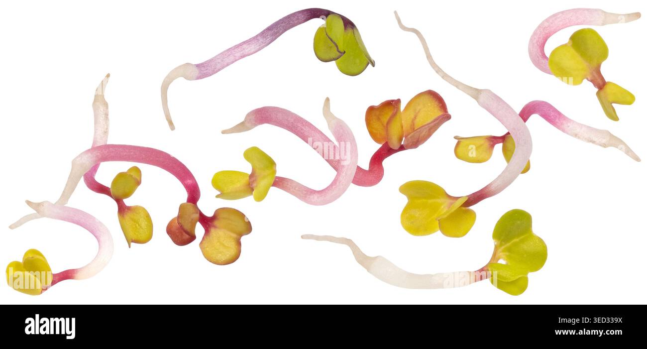 Radish microgreens isolated on white background with clipping path Stock Photo