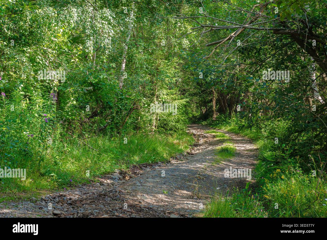 trail through the dense beech forest in summer. path in the shade of tall trees. nature green environment in dappled light. picture of remote peaceful Stock Photo