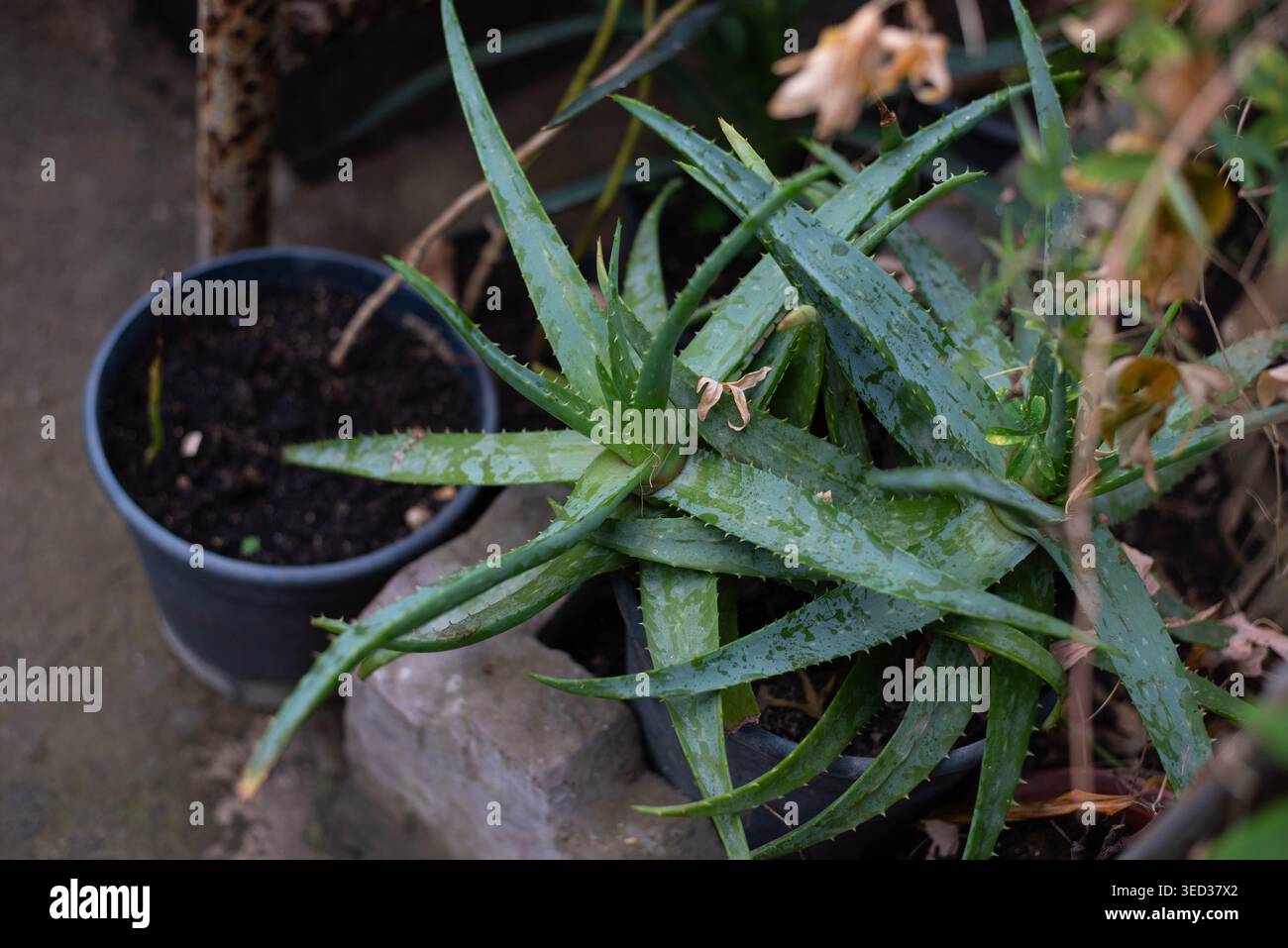 Aloe vera family hi-res stock photography and images - Alamy