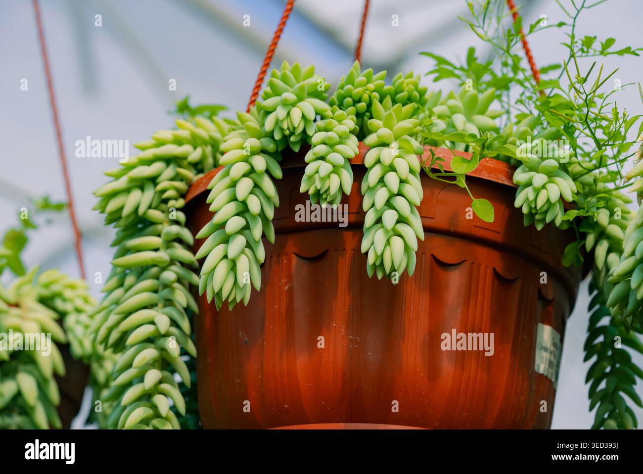 Cascading succulent hi-res stock photography and images - Alamy