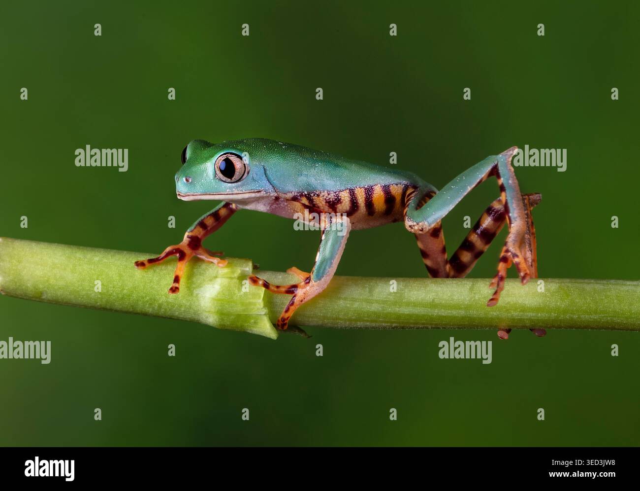 GREEEN FROG ON PLANT STEM Stock Photo