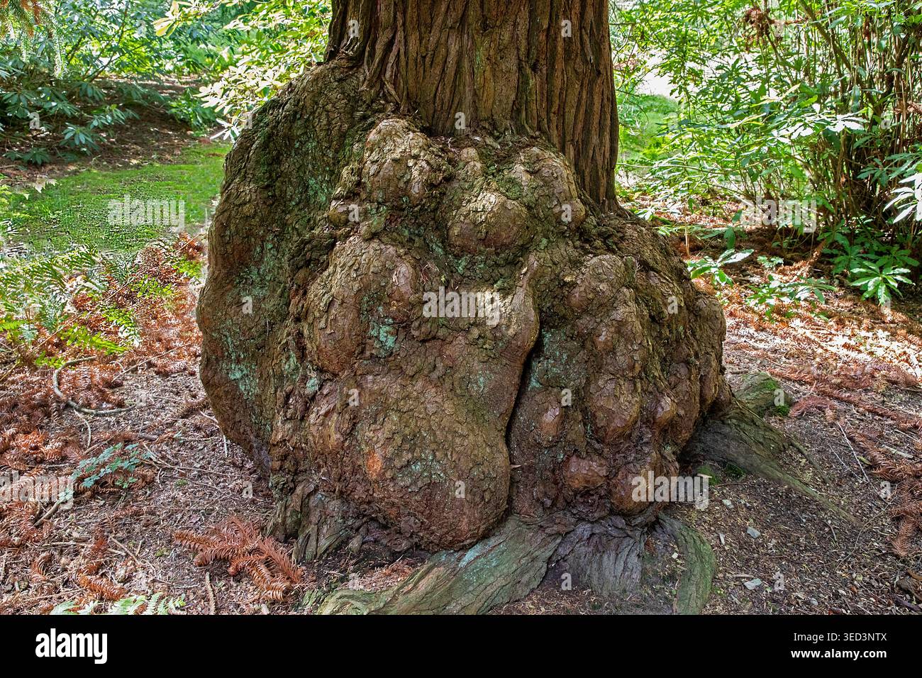 Ancient tree with a massive burl at its base, shaped by decades of ...