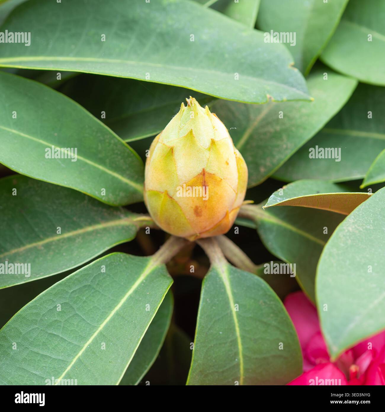 rhododendron cena Rhododendron yakushimanum 'Astrid' 30-40