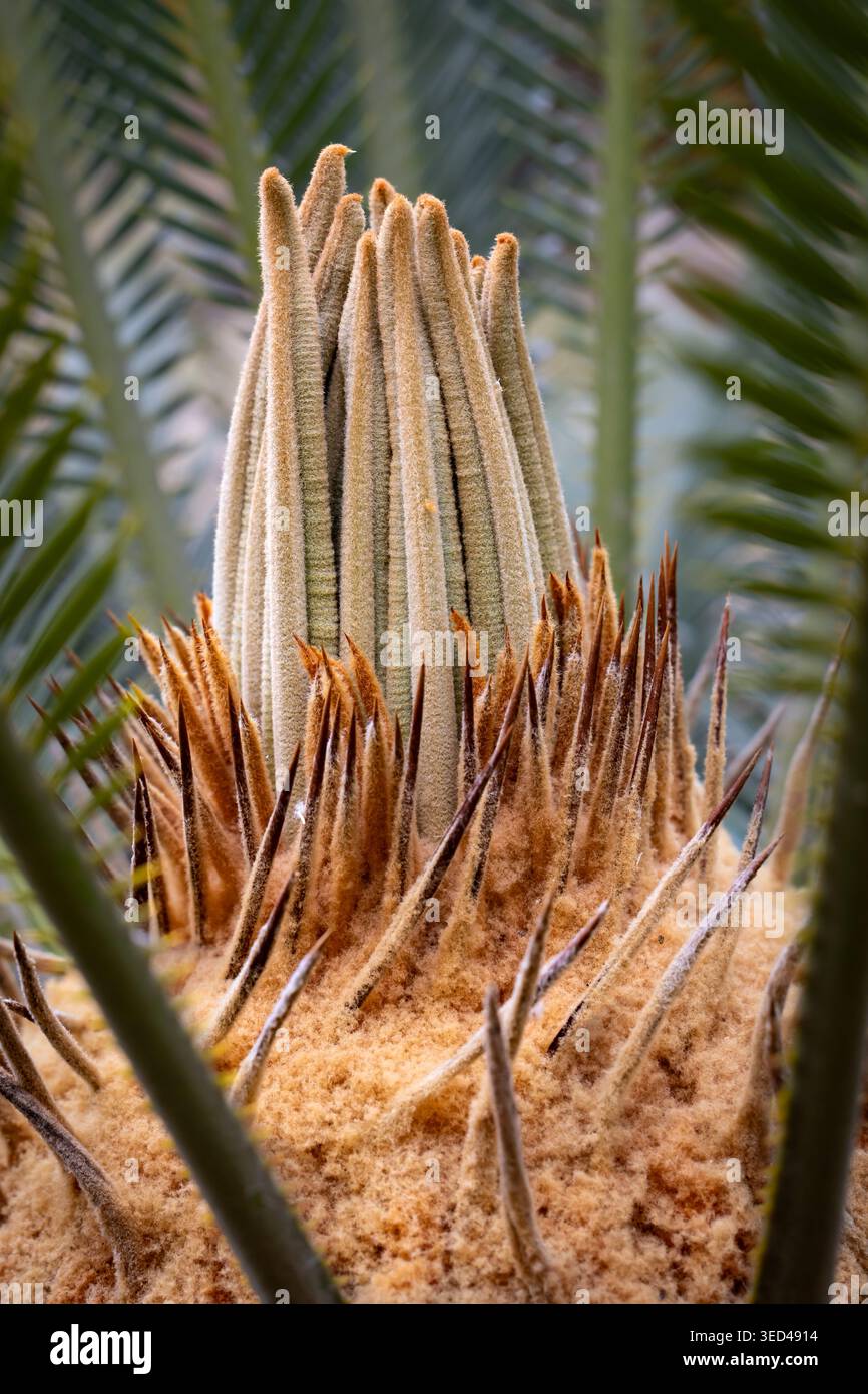 Green spiky palm leaves hi-res stock photography and images - Alamy