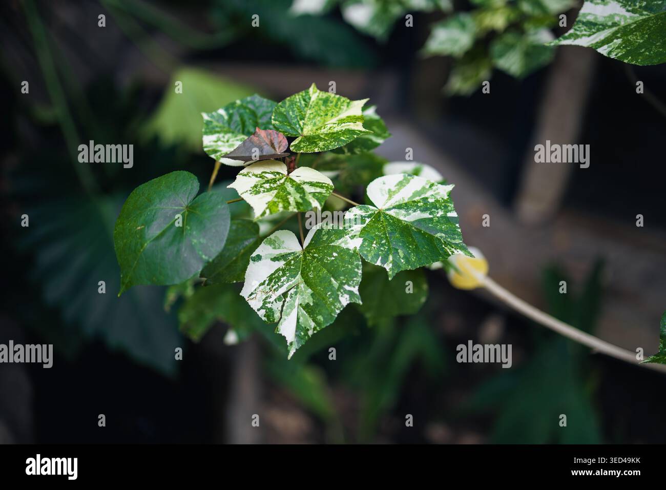 Rich biodiversity present hi-res stock photography and images - Alamy