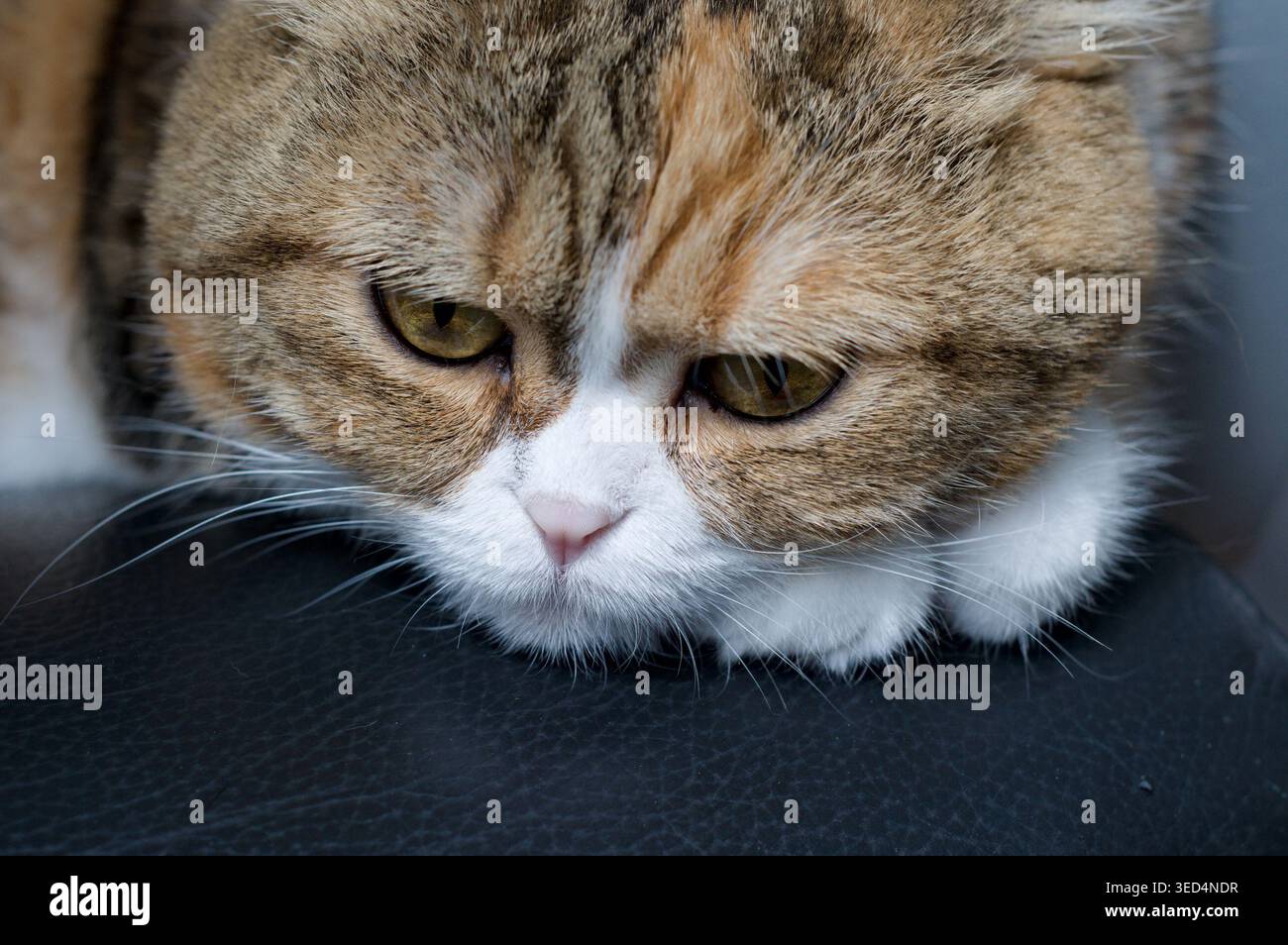 sad, thoughtful scottish fold cat on black background Stock Photo
