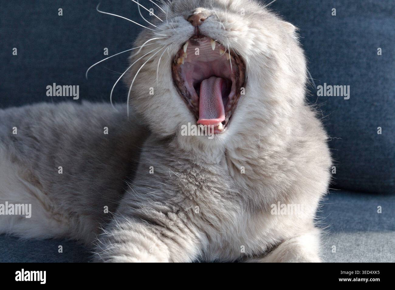 yawning gray tabby scottish fold eared cat Stock Photo