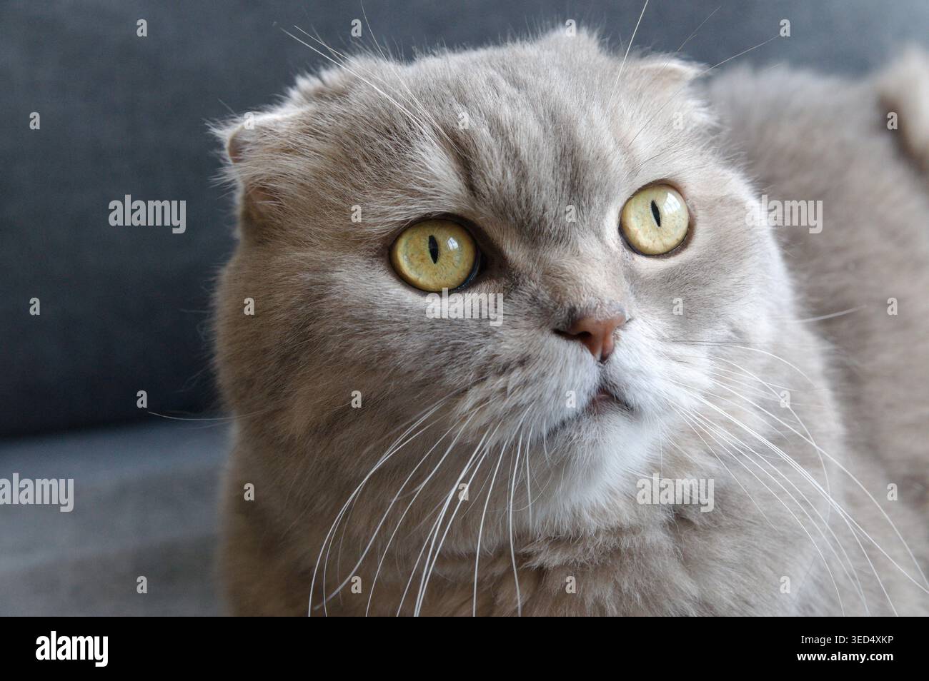 A gray tabby scottish fold eared cat sitting on gray sofa  Stock Photo