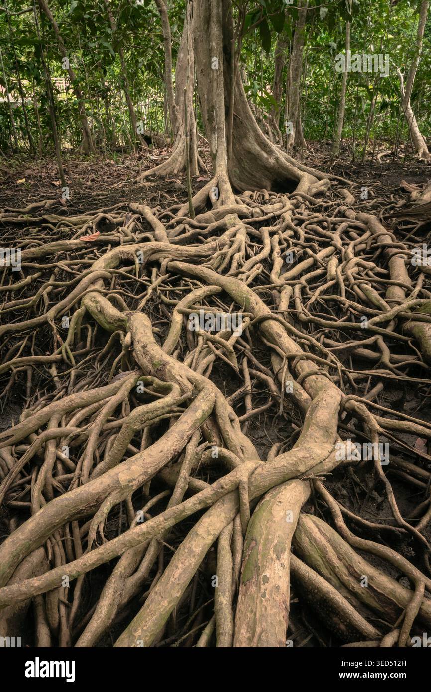Banayan Prop Roots Banyan Tree Prop Roots Diagram