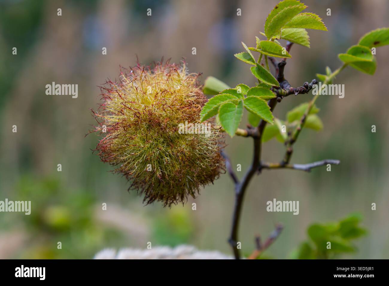Slender structure features hi-res stock photography and images - Alamy